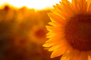modern-3-piece-canvas-print-macro-sunflower