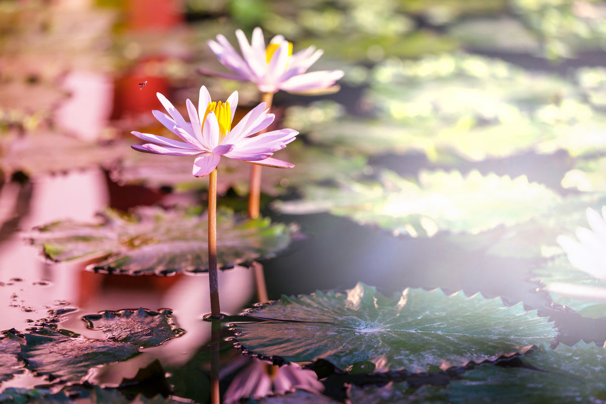 framedposter-print-lilies-in-pond
