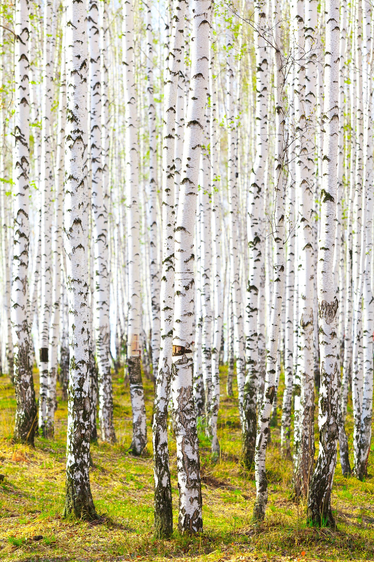 framedcanvas-print-the-birch-forest-in-the-spring