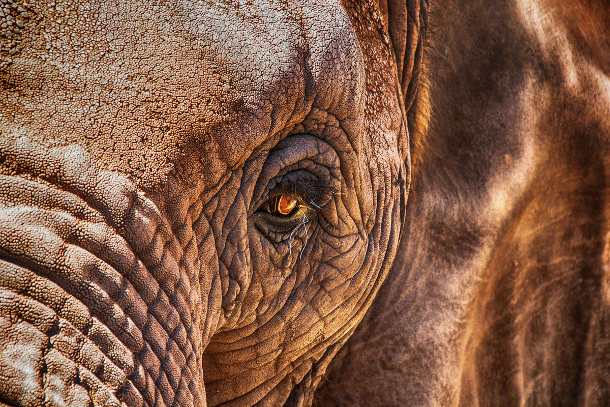 aluminium-print-the-look-of-the-elephant