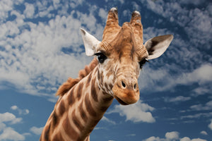 acrylic-print-attention-giraffe