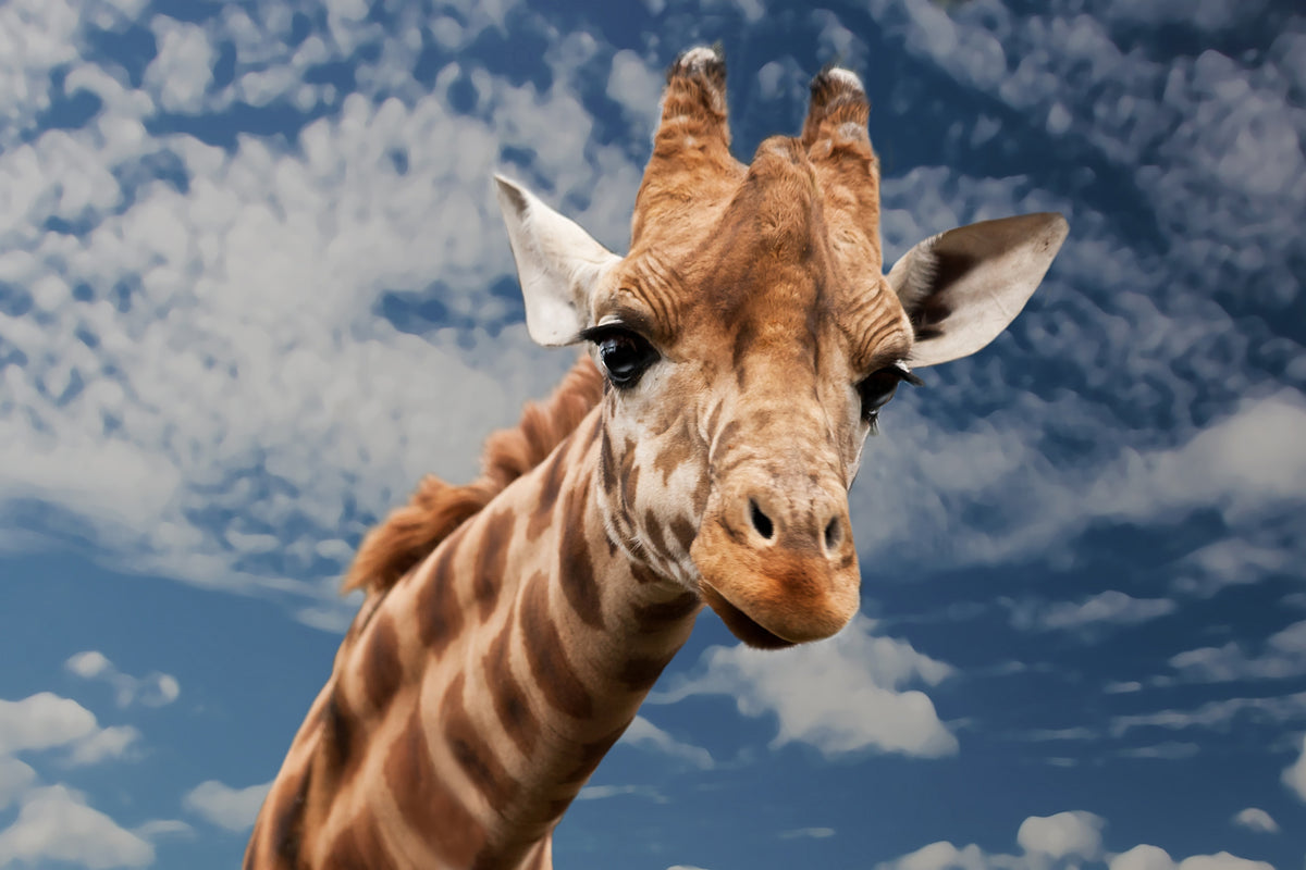 acrylic-print-attention-giraffe