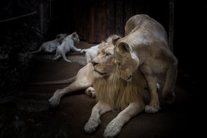 framedcanvas-print-the-lion-couple