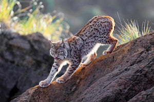 canvas-print-lynx-at-sunset-x