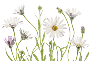 aluminium-print-cape-daisies-xuv