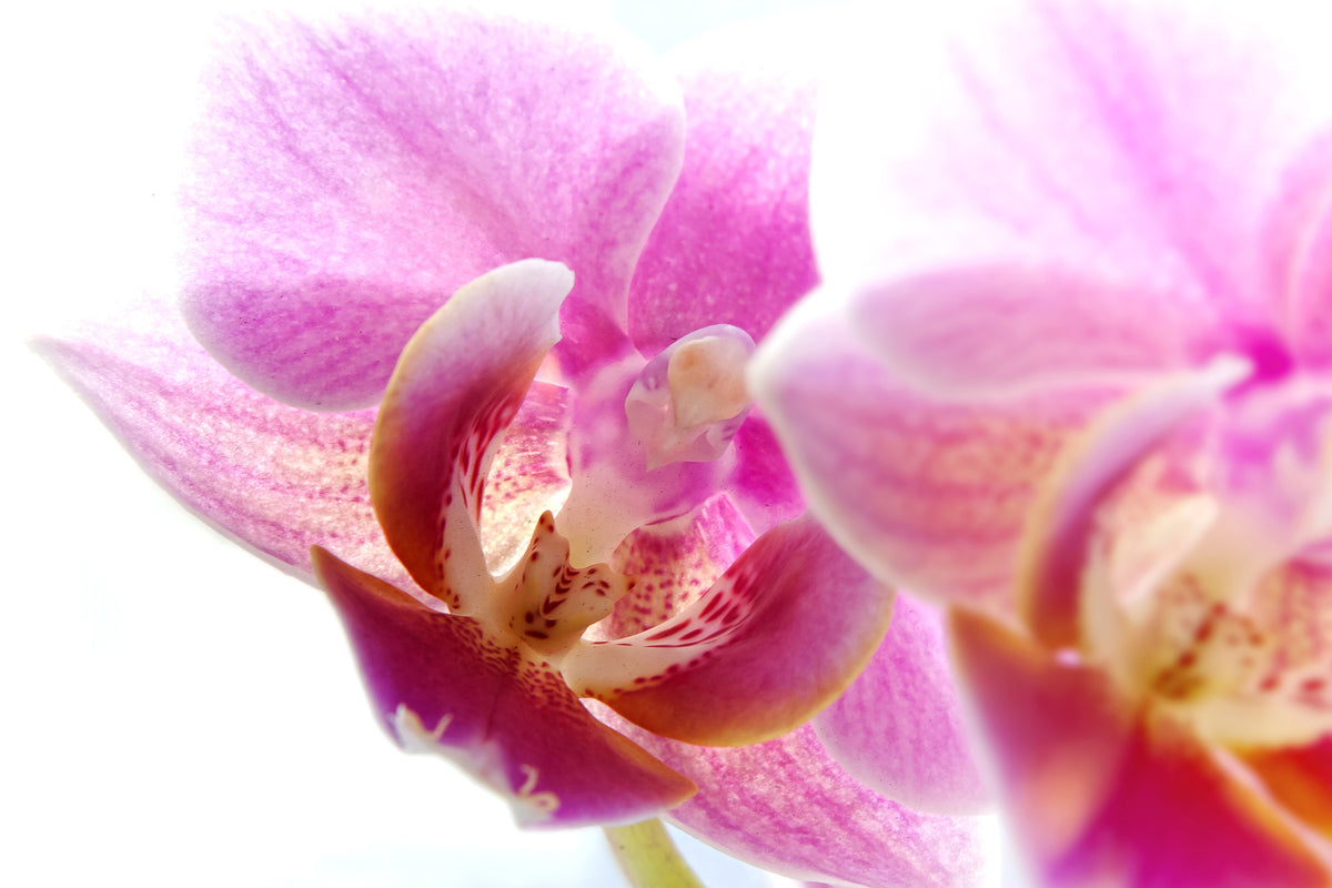 aluminium-print-magnificent-phalaenopsis