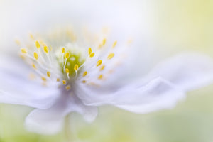 canvas-print-anemone-beauty