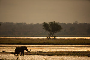 acrylic-print-elephant-alone-in-the-steppe