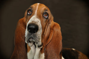 3-piece-acrylic-print-typical-basset