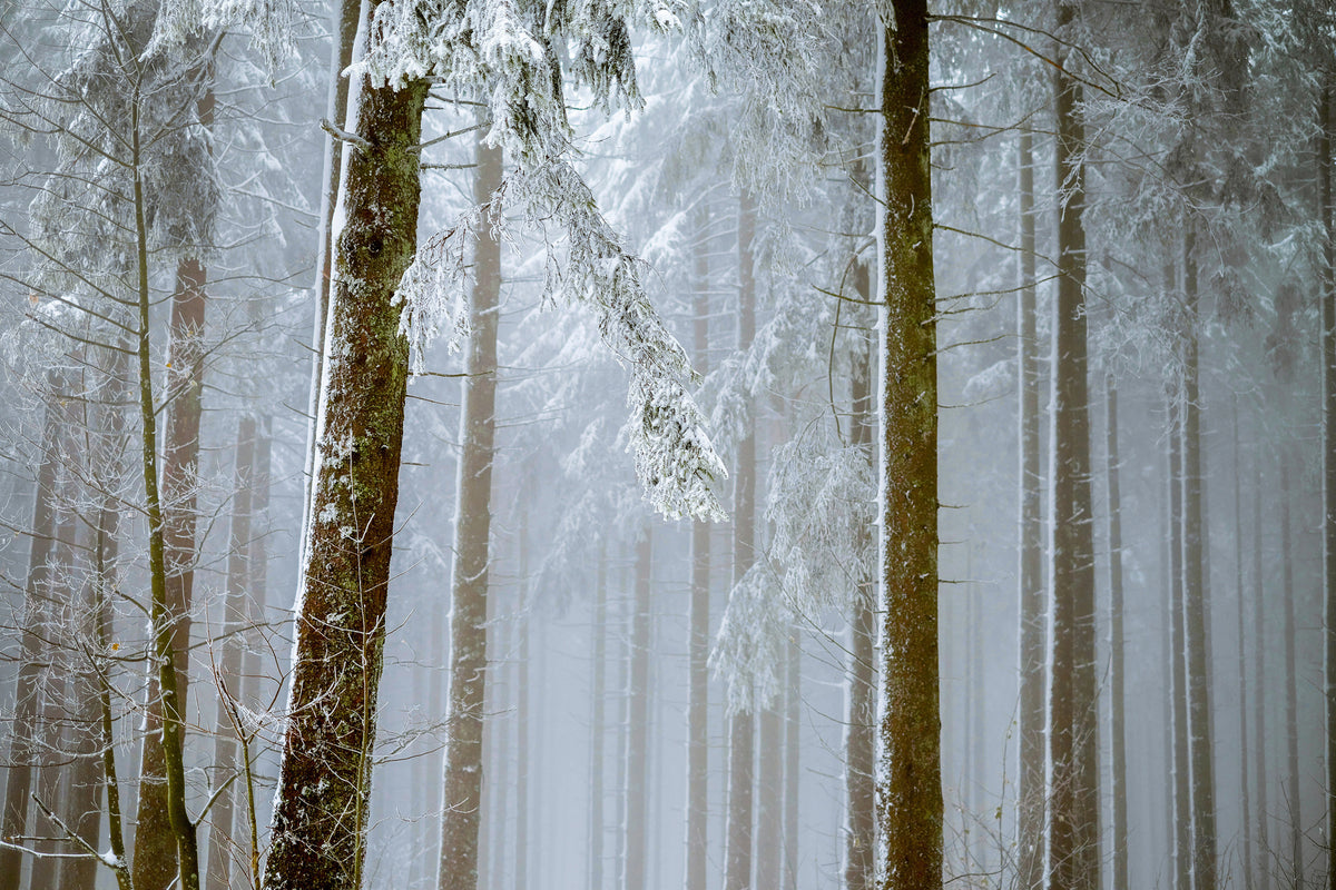 aluminium-print-forest-in-winter