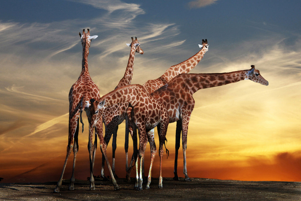 framedposter-print-girafe-at-sunset