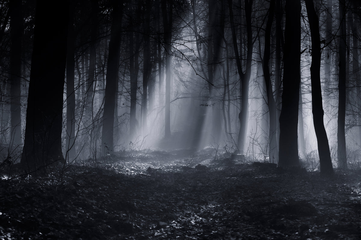 framedcanvas-print-capela-forest