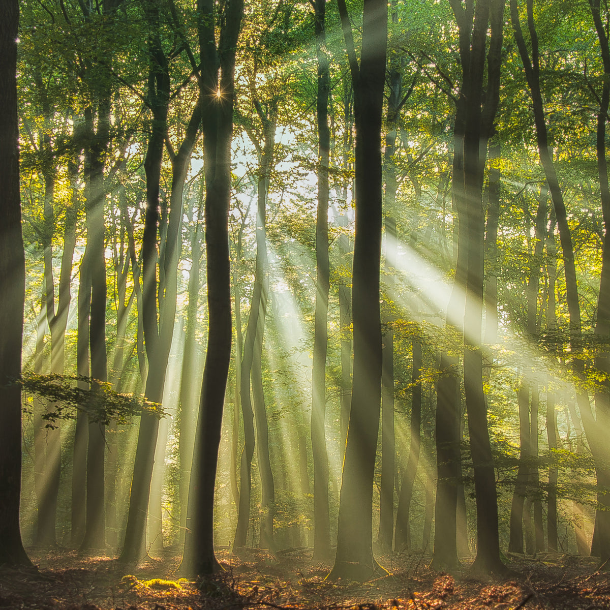 4-piece-canvas-print-sunny-start-to-the-day