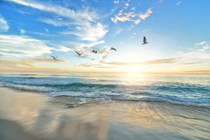 framedposter-print-the-seagulls-and-the-sea-at-sunrise