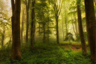 poster-print-the-little-tree