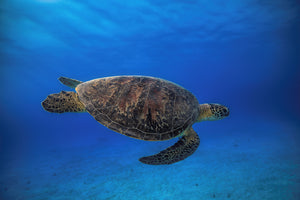 modern-3-piece-acrylic-print-green-turtle-in-the-blue