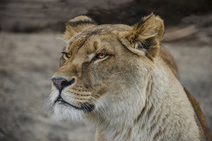 poster-print-head-of-a-lioness