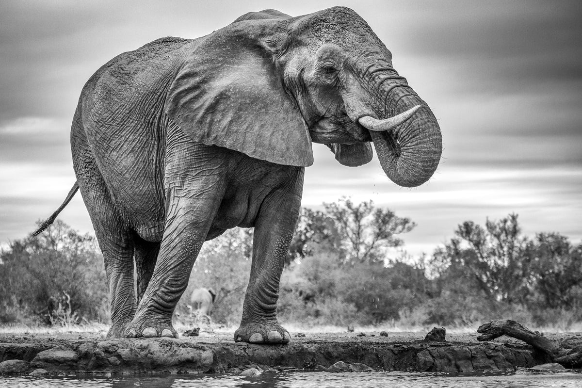 3-piece-canvas-print-standing-proud