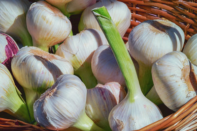 poster-print-fresh-garlic