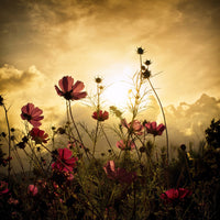 acrylic-print-watching-the-sun-x