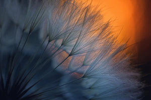 framedposter-print-feathers-p