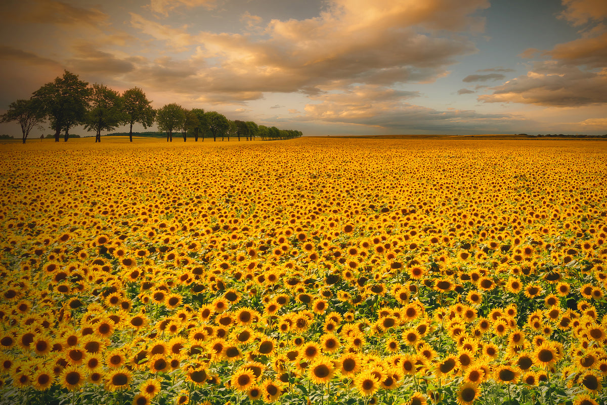 modern-3-piece-acrylic-print-sunflowers