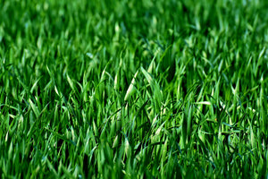 aluminium-print-the-meadow-in-xl