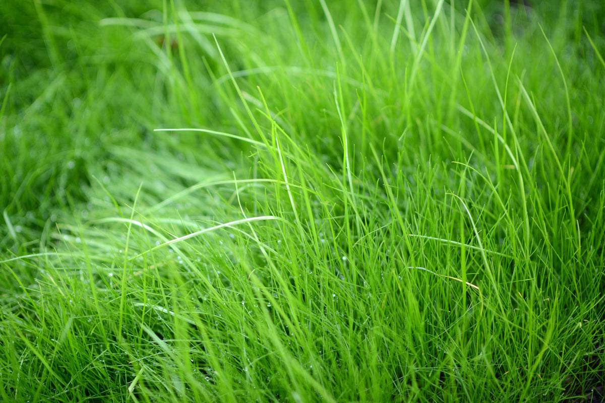 3-piece-acrylic-print-blades-of-grass
