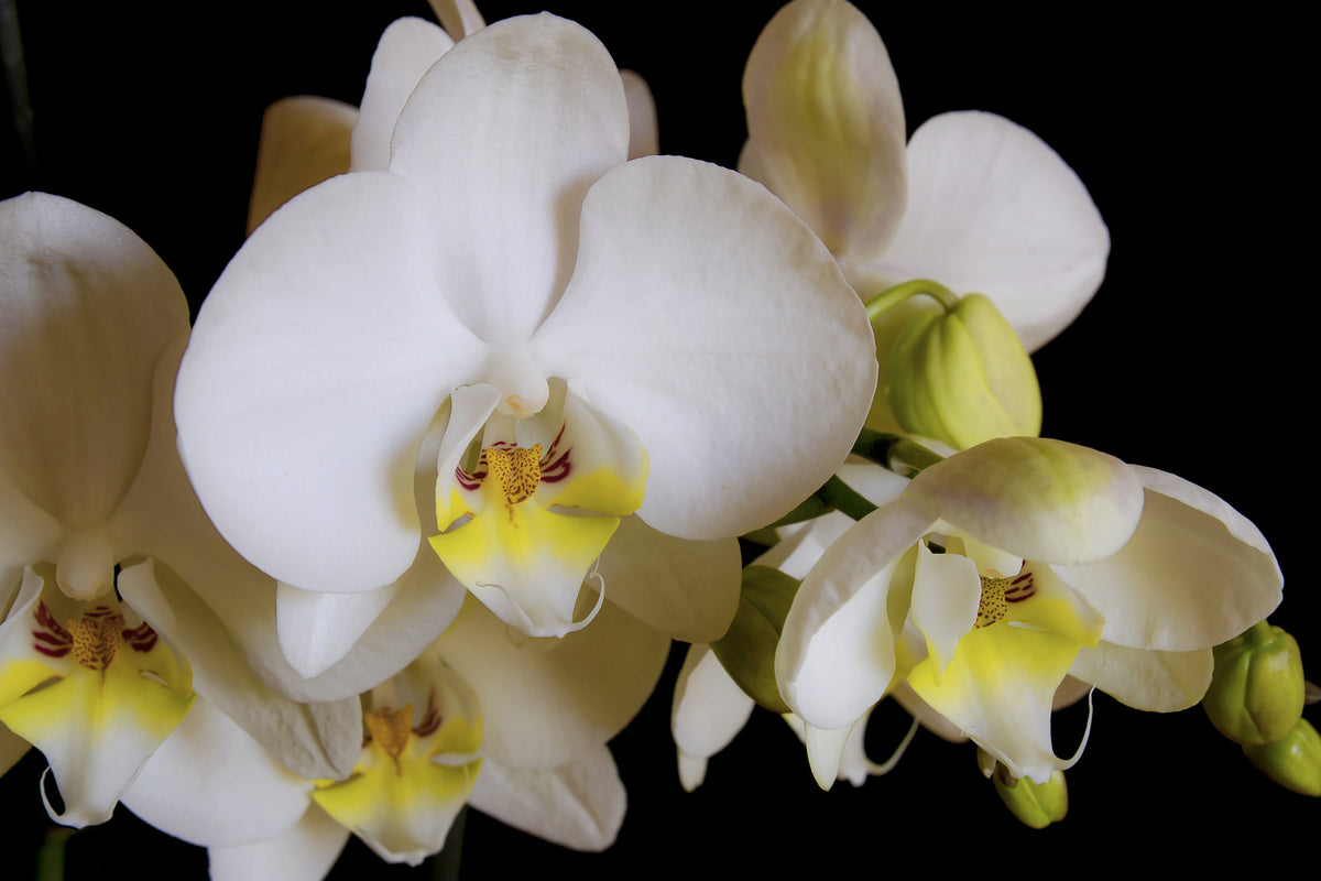 canvas-print-white-orchids-in-bloom