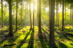3-piece-acrylic-print-in-the-middle-of-the-woods