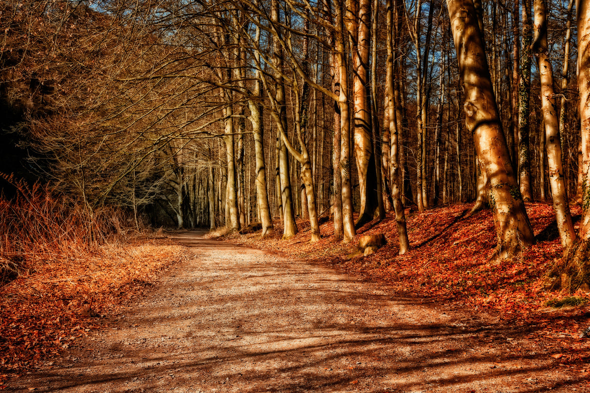 framedposter-print-nature-in-autumn