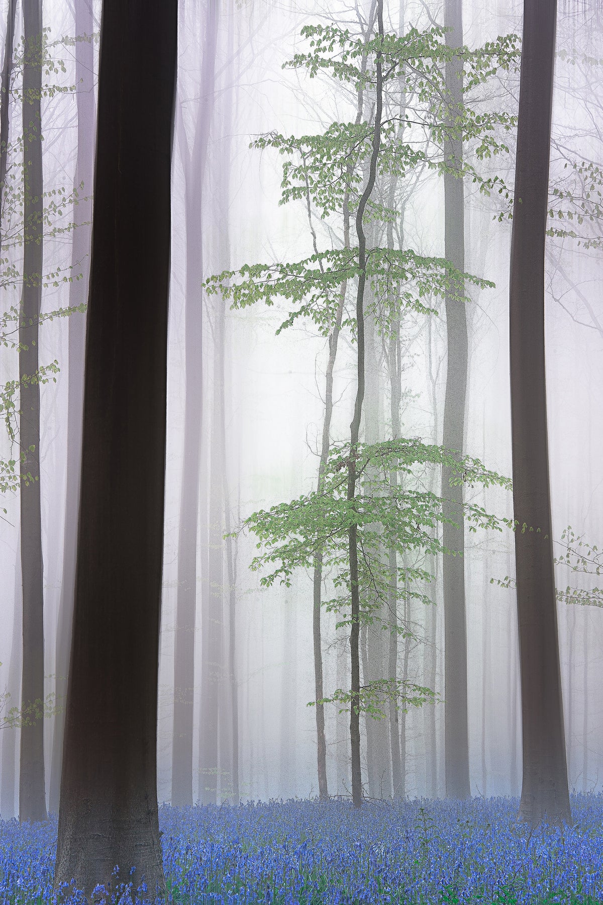 framedcanvas-print-foggy-forest-x