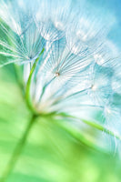 framedposter-print-macro-dandelion