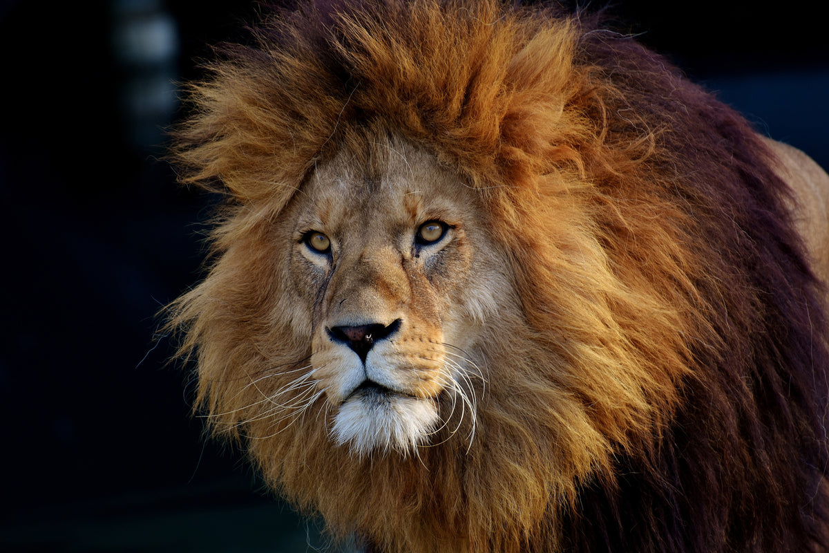 canvas-print-attention-lion