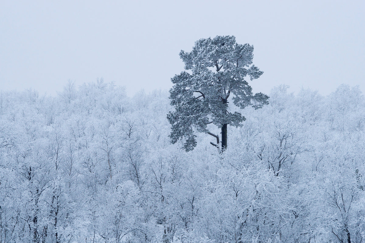 aluminium-print-first-snow-x
