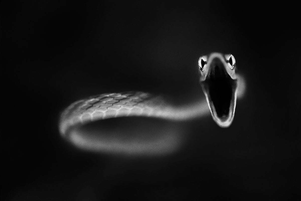 3-piece-acrylic-print-vine-snake-strike