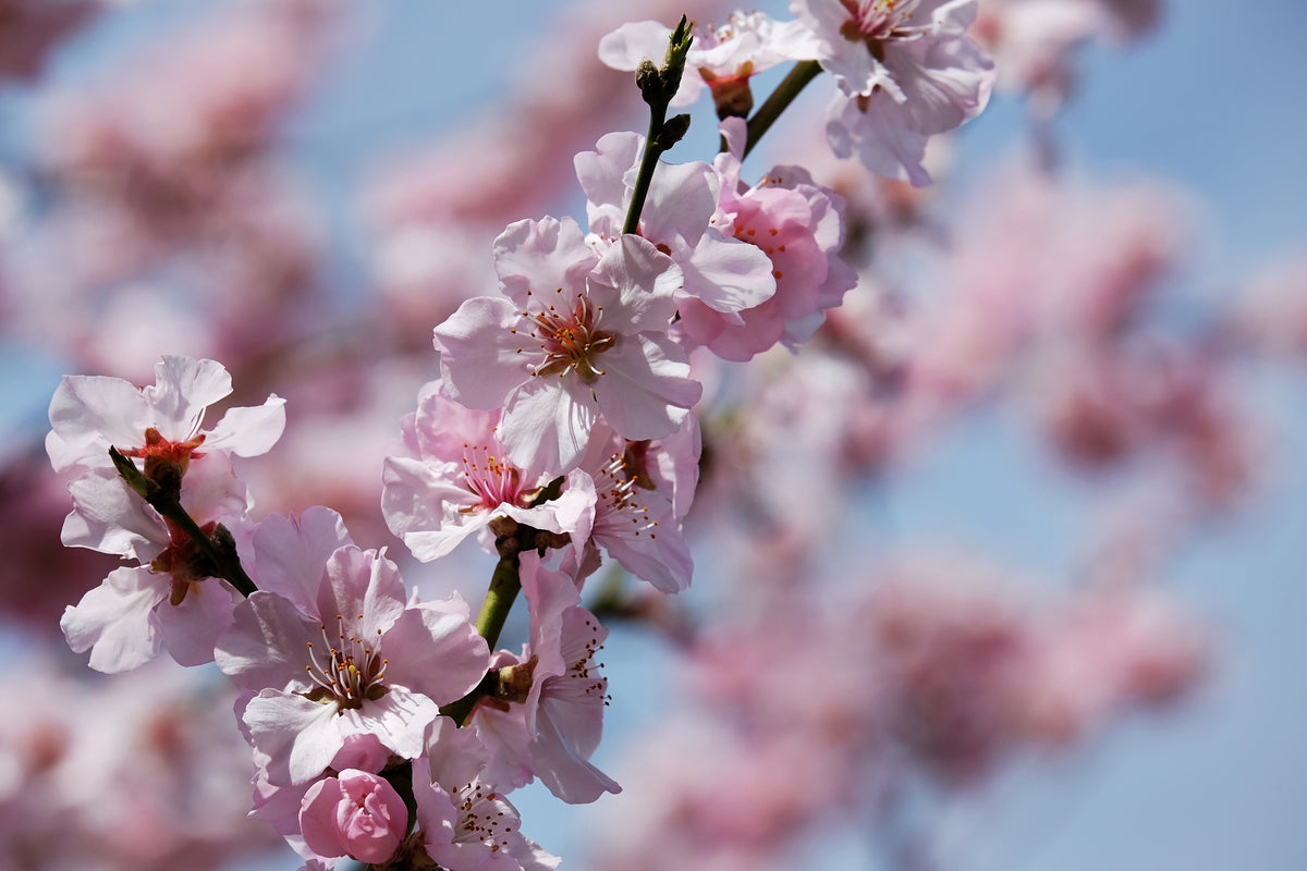 3-piece-canvas-print-japanese-cherry-tree-close-up