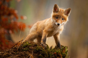 framedposter-print-fox