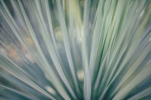 poster-print-strip-of-plant