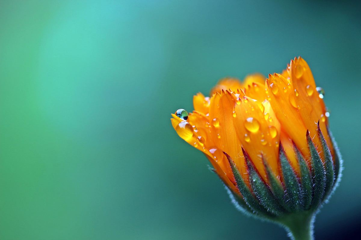 modern-3-piece-aluminium-print-marigold-in-morning-dew