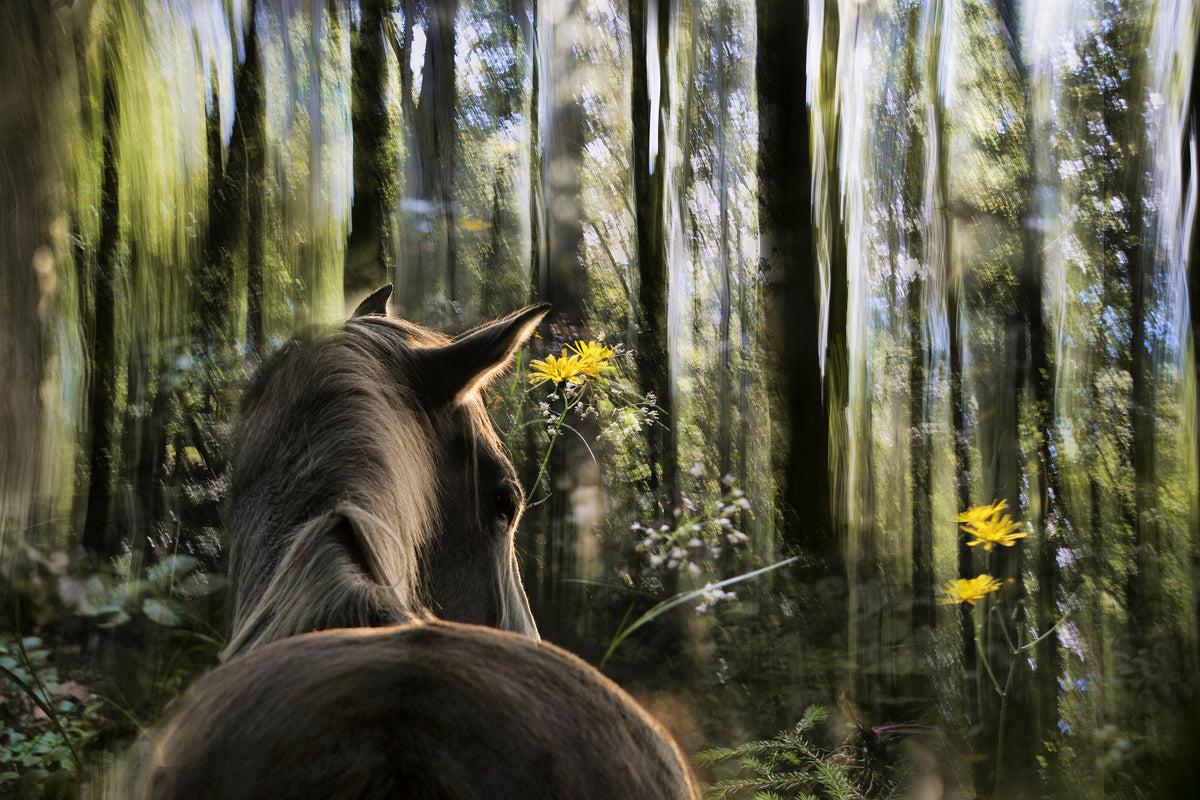3-piece-canvas-print-sound-are-forest