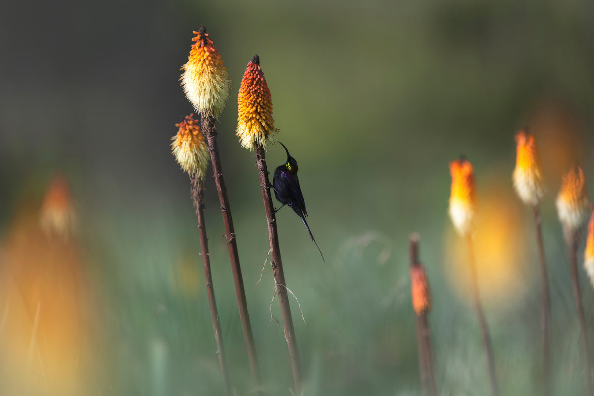 canvas-print-tacazze-sunbird-x
