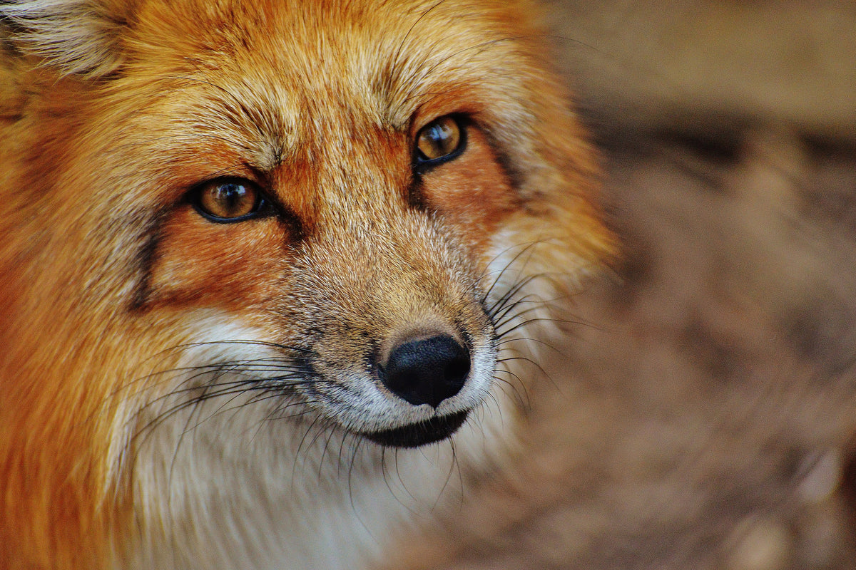 framedcanvas-print-the-fox