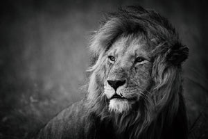 poster-print-regal-x