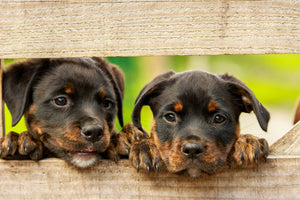 canvas-print-2-rottweiler-puppies