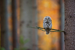 aluminium-print-tawny-owl-x