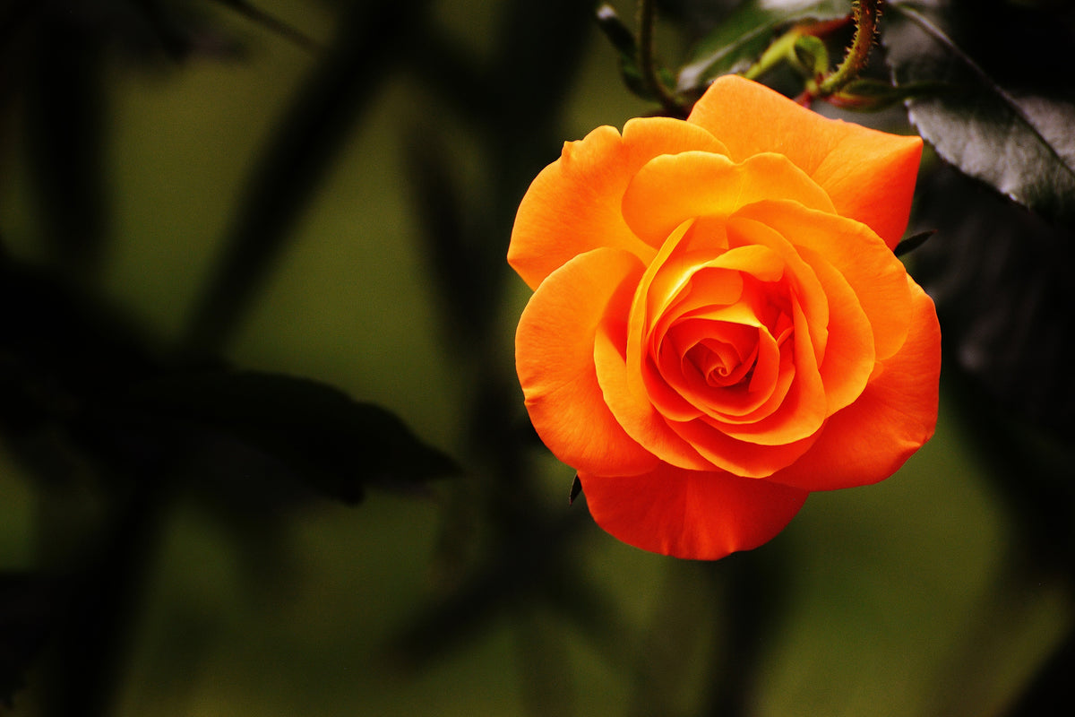 3-piece-aluminium-print-the-blossom-of-the-rose