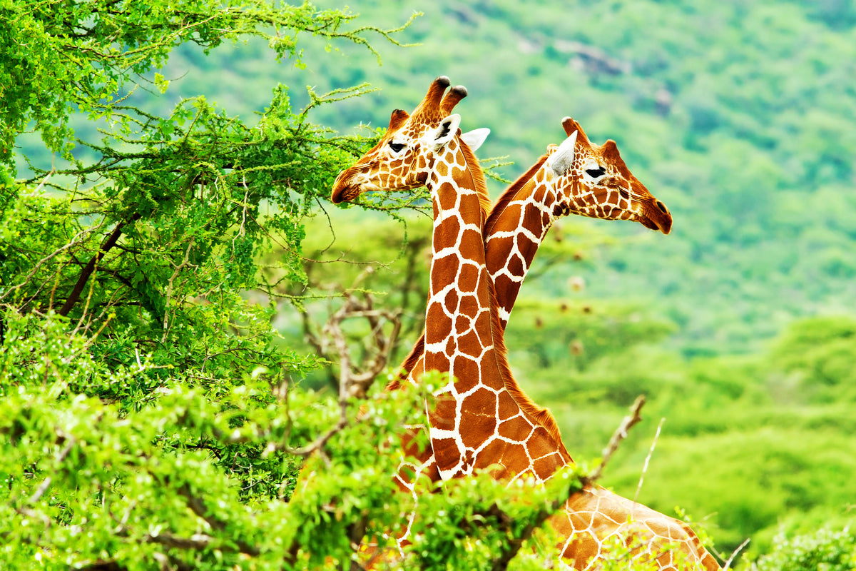 acrylic-print-giraffes-love