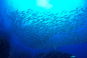 aluminium-print-fish-world