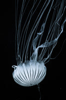 poster-print-beware-jellyfish